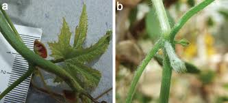 Image result for Coccinia grandiflora