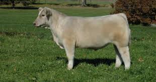 Black Angus Calves For Sale Near Me Lautner Farms Welshans Show Cattle Online Club Calf Sale Show Cattle Club Calf Cattle