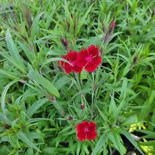 Image result for Dianthus