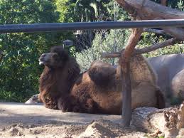 Camels can go up to two weeks without eating because they have this fatty tissue to live off of. Intermediate Esl Stories Present And Present Continuous Verbs With Speak Method