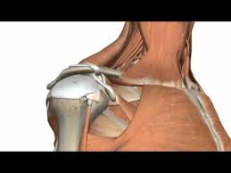 Http Www Anatomyzone Com 3d Anatomy Tutorial On The Shoulder Joint Using The Zygote Body Browser Http Ww Joints Anatomy Shoulder Anatomy Shoulder Joint
