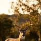 Deer, Disease, and Damage: A Critical Conversation