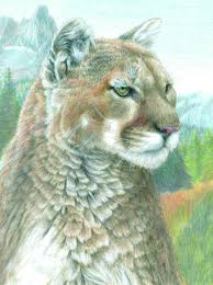 Für erwachsenen gibt es zum beispiel landschaftliche motive, tiere. Malen Nach Zahlen Mit Buntstifte Cpn 17 Puma Mit Buntstiften Hobbyshop Mona De