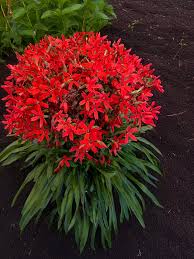 Image result for Silene