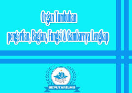 Zpt menghambat (inhibitor) pertumbuhan : Organ Tumbuhan Pengertian Bagian Fungsi Gambarnya Lengkap