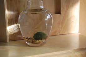 How To Take Care Of Marimo Balls Marimo Marimo Moss Ball Moss Balls