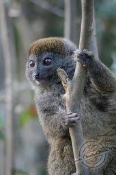 Fotos Madagaskars Lemuren Claudi Um Die Welt Seltene Tiere Primaten Wilde Tiere