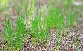 草むら tall grass) is a mechanic in the core series pokémon games, and the habitat for many species of wild pokémon. When Can I Mow My Lawn After Seeding Lawnscience Lawn Care Franchise