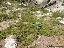 Image result for Phyllodoce breweri