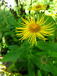 Image result for Pentanema