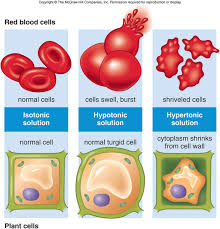 For example, plant cells use a hypertonic solution within their central. Ginger And Tonic Hypertonic Hypotonic And Isotonic Weird Names For Drinks Huh The Sciency Fellow
