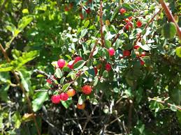 Image result for Rhamnus staddo
