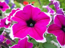 Pin On Petunia Flowers