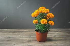 La flor de cempasúchil es una de las muchas flores comestibles que existen en méxico. Stockfotos Cempasuchil Bilder Stockfotografie Cempasuchil Lizenzfreie Fotos Depositphotos