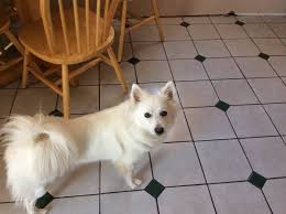 Hartford Lost Found Classifieds Craigslist Losing A Dog Find Pets Losing A Pet