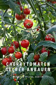 We did not find results for: Cherrytomaten Selber Pflanzen Tipps Fur Anbau Pflege Und Beste Sorten Pflanzen Tomaten Pflanzen Cherrytomaten