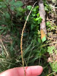 Image result for Sporobolus sanguineus