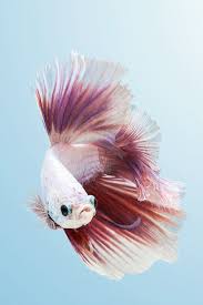 Pin By Lia On Fish Betta Fish Care Beautiful Fish Colorful Fish