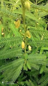 Image result for Chamaecrista