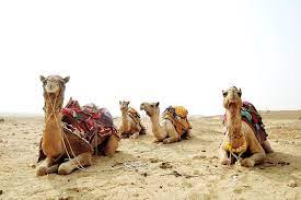 An ace hardware, a thrift store and an indoor storage facility. Camel Trekking