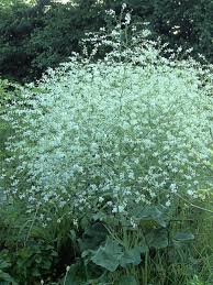 Image result for Crambe