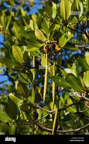 Image result for Rhizophora mucronata