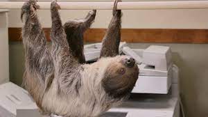Disney Brings Sloths To The Dmv To Recreate Irl Zootopia Nerdist Sloth Zootopia Sloth Sloth Gif