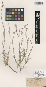 Image result for Phragmanthera polycrypta