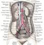 Profile Picture of inferior vena cava - The Worlds of David Darlingon Google