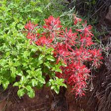 The flowers these plants grow are bright yellow in colour, hence the name. Wildflowers Grand Canyon National Park U S National Park Service