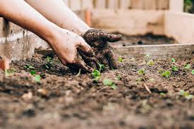 This is because mold/fungus love this stuff. How To Fix Soil After Using Miracle Gro And Other Chemical Fertilizers Heirloom Soul Florals Wedding Florist And Flower Farm In Buffalo Ny Wny