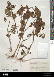 Image result for Leucas princei