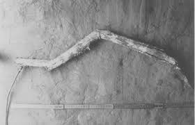 Image result for Thomandersia congolana