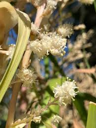 Image result for Beaucarnea recurvata