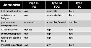 muscle fiber type diagram related keywords suggestions