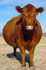 However, the time between conception to the final birth for each individual cow is usually the same every time they get pregnant. The Life Of A Cow Beef Cows