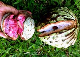 Pin On Exotic Fruit