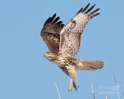 The first of these hawks to be scientifically studied was found in jamaica. Immature Red Tailed Hawk On The Wing Photograph By Dennis Hammer