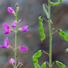 Image result for Desmodium