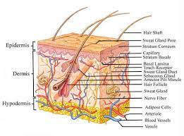 Intro To Anatomy 7 The Integumentary System Freethought Forum Skin Anatomy Integumentary System Anatomy And Physiology
