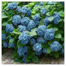 Hydrangea Mini Penny 1pc National Plant Network U S D A Hardiness Zone 5 9 Plastic Plants Planting Hydrangeas Hydrangea
