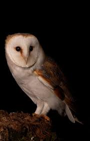 The way barn owl feathers catch the light 🦉💚, This is Gylfie. You can  watch her 24/7