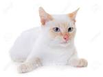 Siamese Cat Breed Information: Behavior, Pictures and Care ...