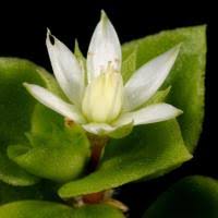 Image result for Crassula alsinoides