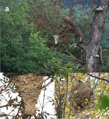 Image result for Sophora velutina