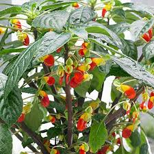 Image result for Impatiens niamniamensis