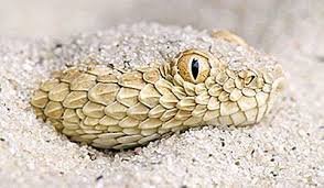 Patrunjelul, pe langa faptul ca este un antioxidant si tonic puternic. Ce Animale TrÄiesc In DeÈertul Sahara 2021