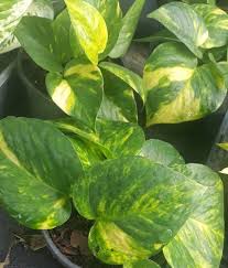 Image result for Epipremnum en casa