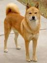 Korean Jindo Dog - Price, Temperament, Life span