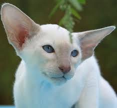 Only a few more weeks until they can head to their new homes. Siamese Cats A Guide To Caring For Siamese Cats